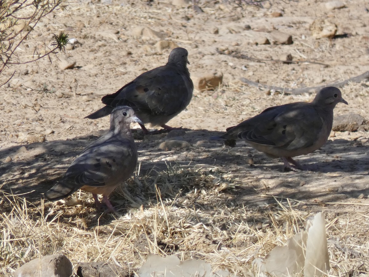 Eared Dove - ML611426766