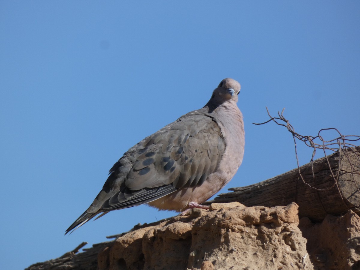 Eared Dove - ML611426767