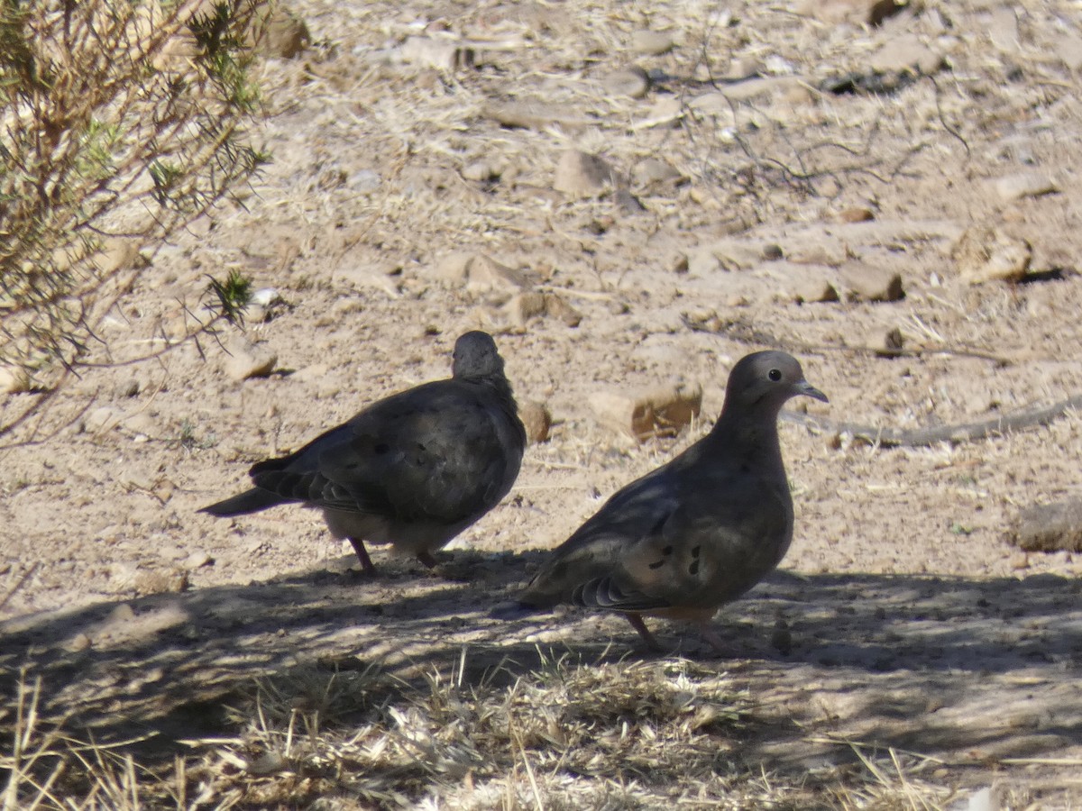 Eared Dove - ML611426768