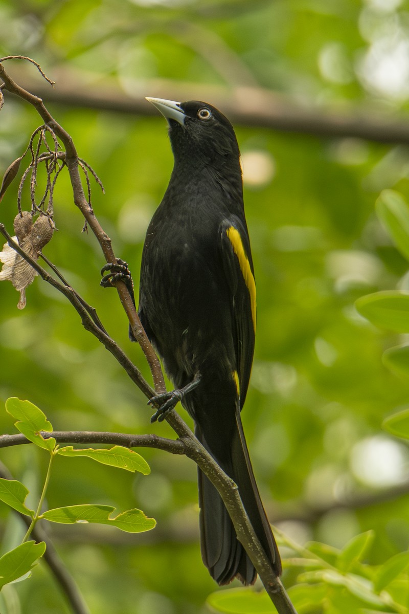 Golden-winged Cacique - Andy Bowen