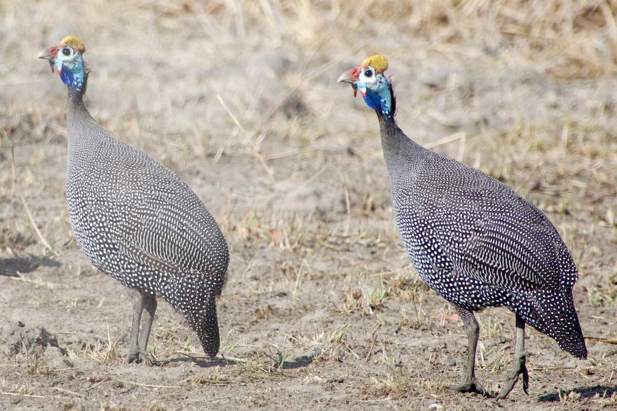 Helmeted Guineafowl - ML611426895