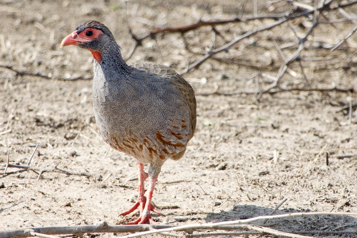 Red-necked Spurfowl (Cranch's) - ML611426898