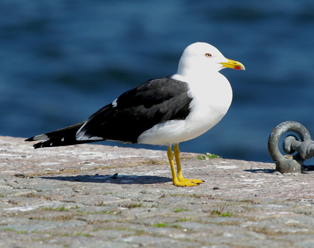 Lesser Black-backed Gull - Volkov Sergey