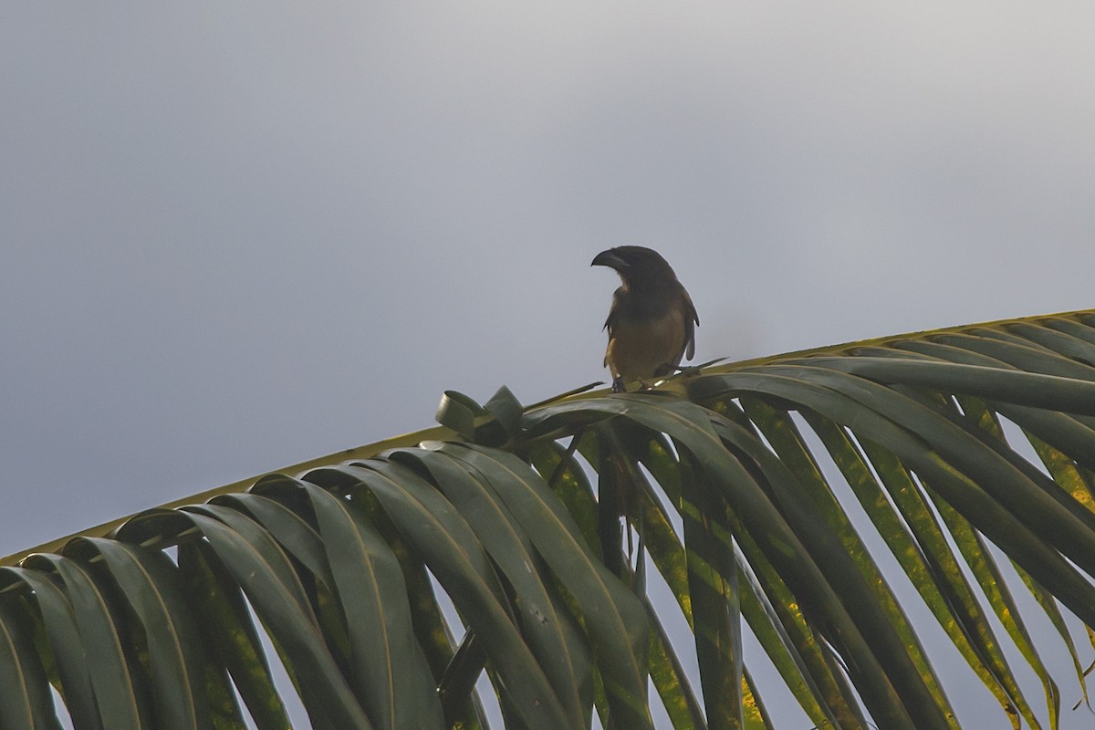 Rufous Treepie - ML611426917