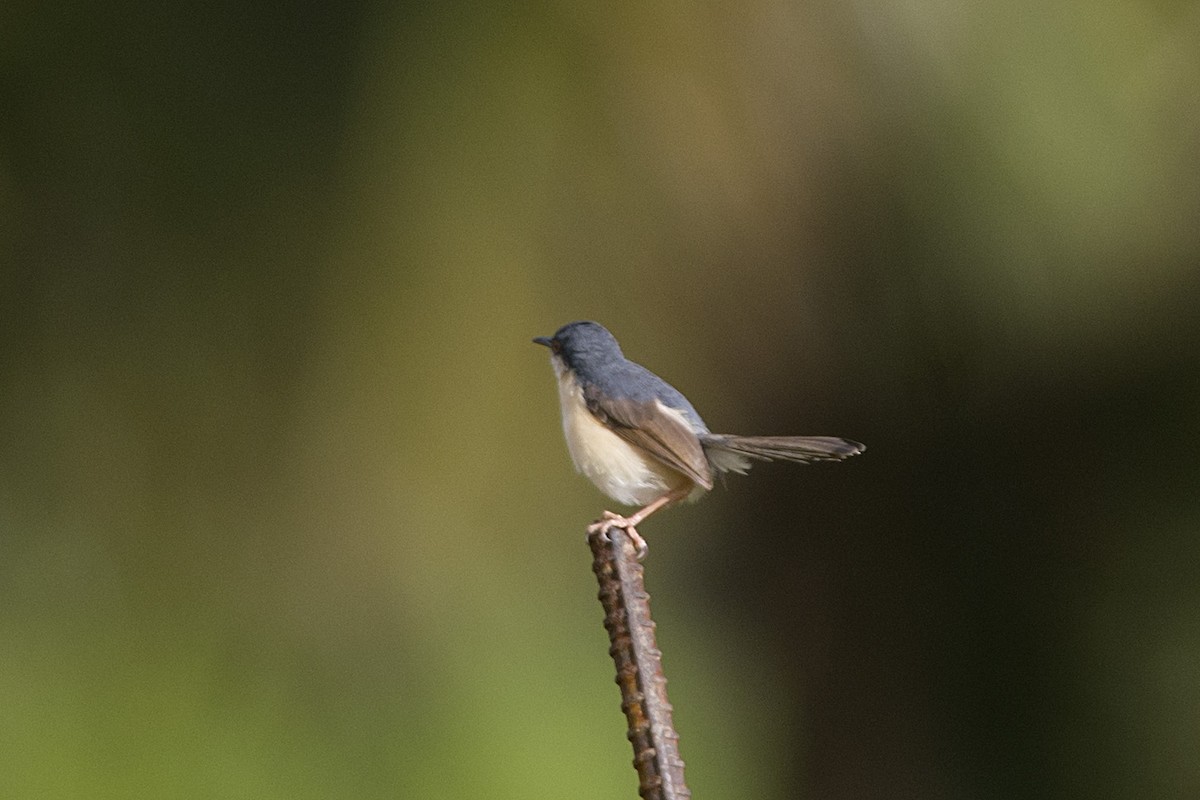 Ashy Prinia - ML611426921