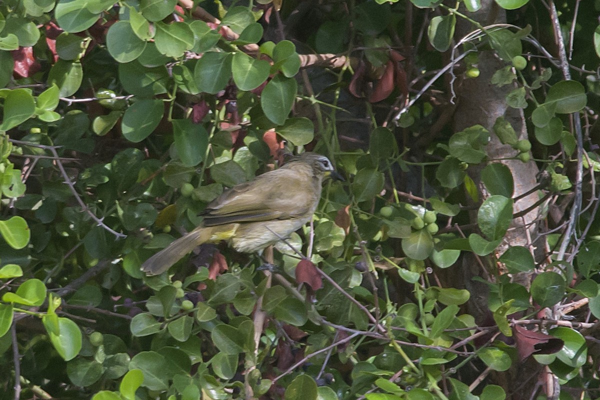 White-browed Bulbul - Kannan AS