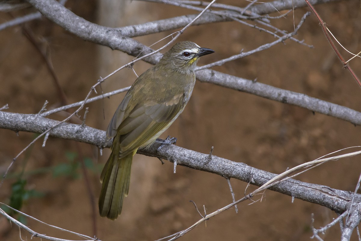 White-browed Bulbul - ML611426927