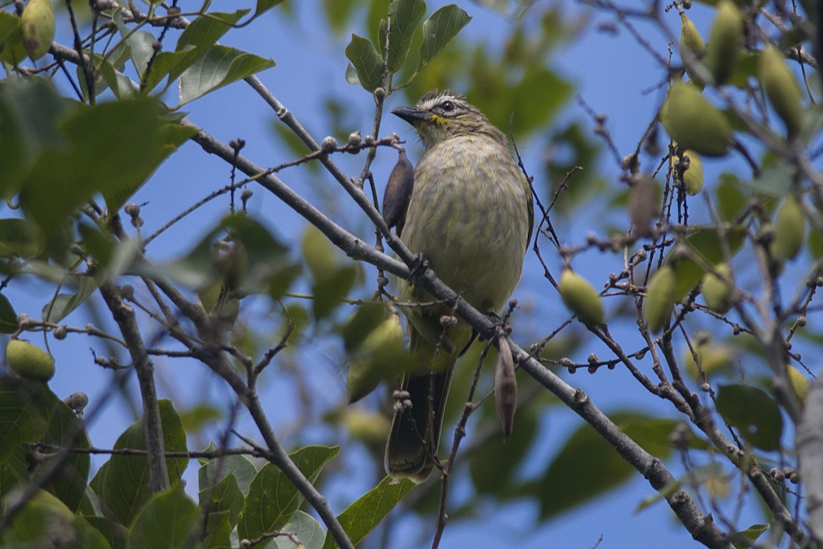 White-browed Bulbul - ML611426931