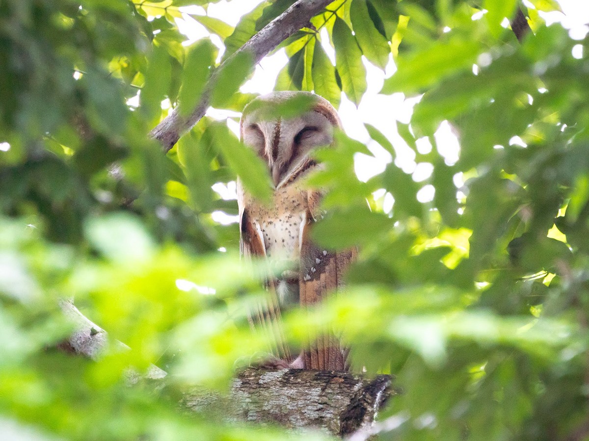 Barn Owl - VY Ozdinosaur
