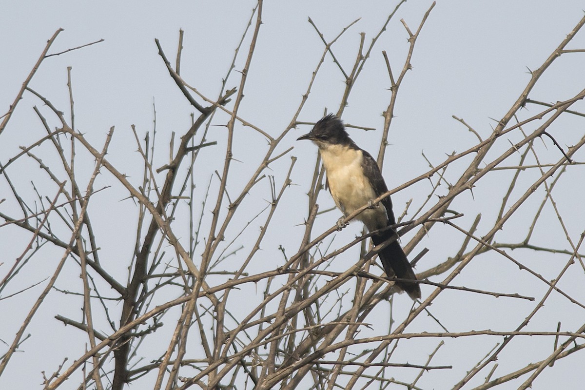 Pied Cuckoo - ML611427036