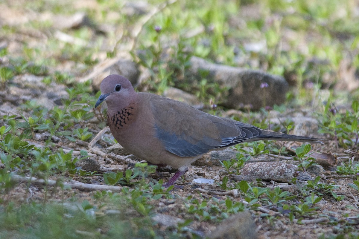 Laughing Dove - Kannan AS