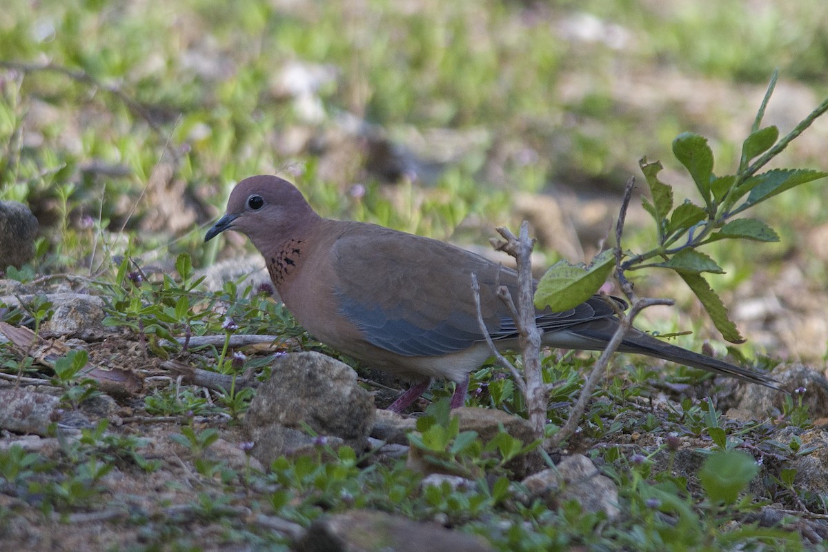 Tórtola Senegalesa - ML611427048