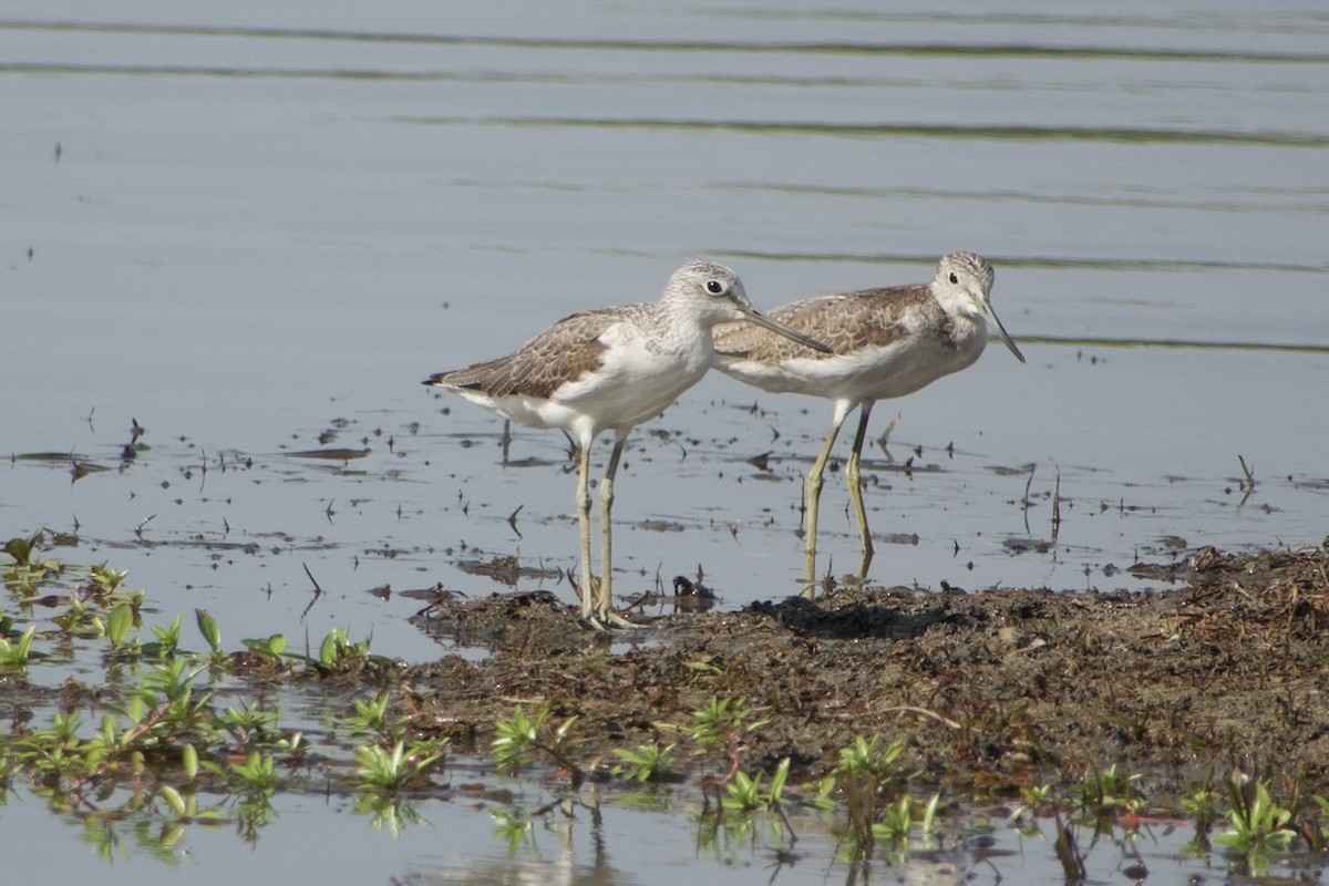 Common Greenshank - GARY DOUGLAS