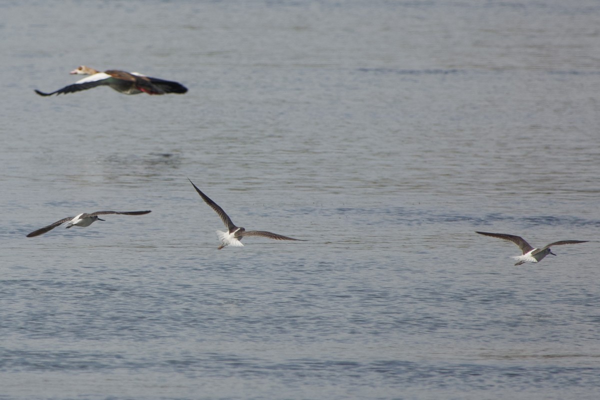 Common Greenshank - ML611427063