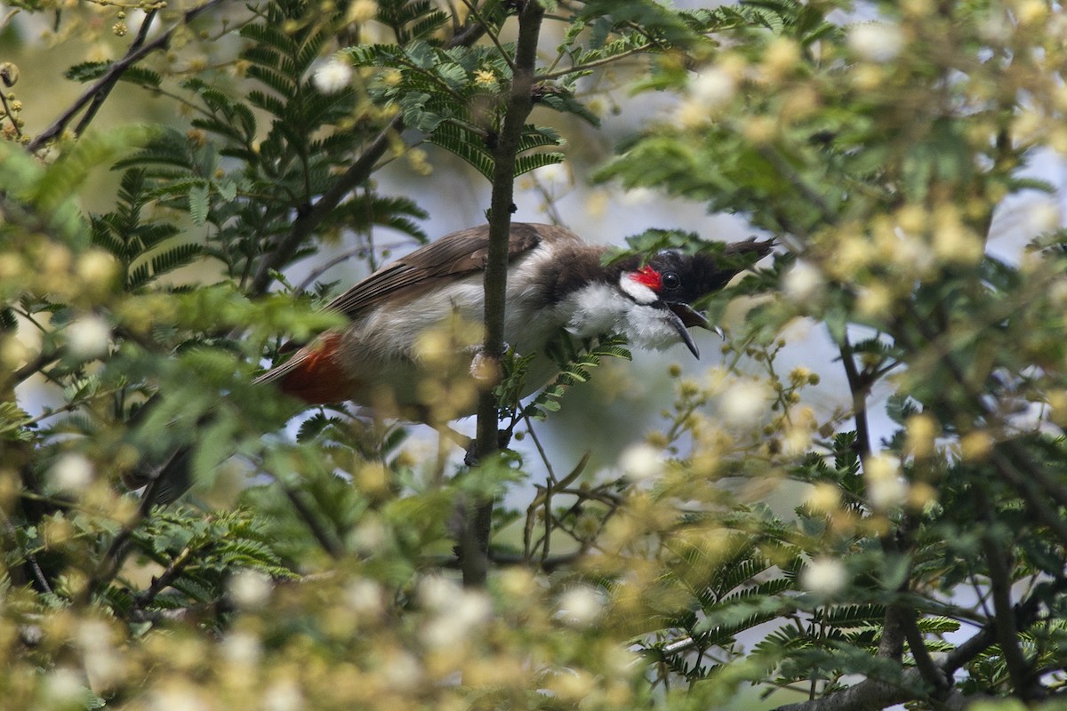 Red-whiskered Bulbul - ML611427082