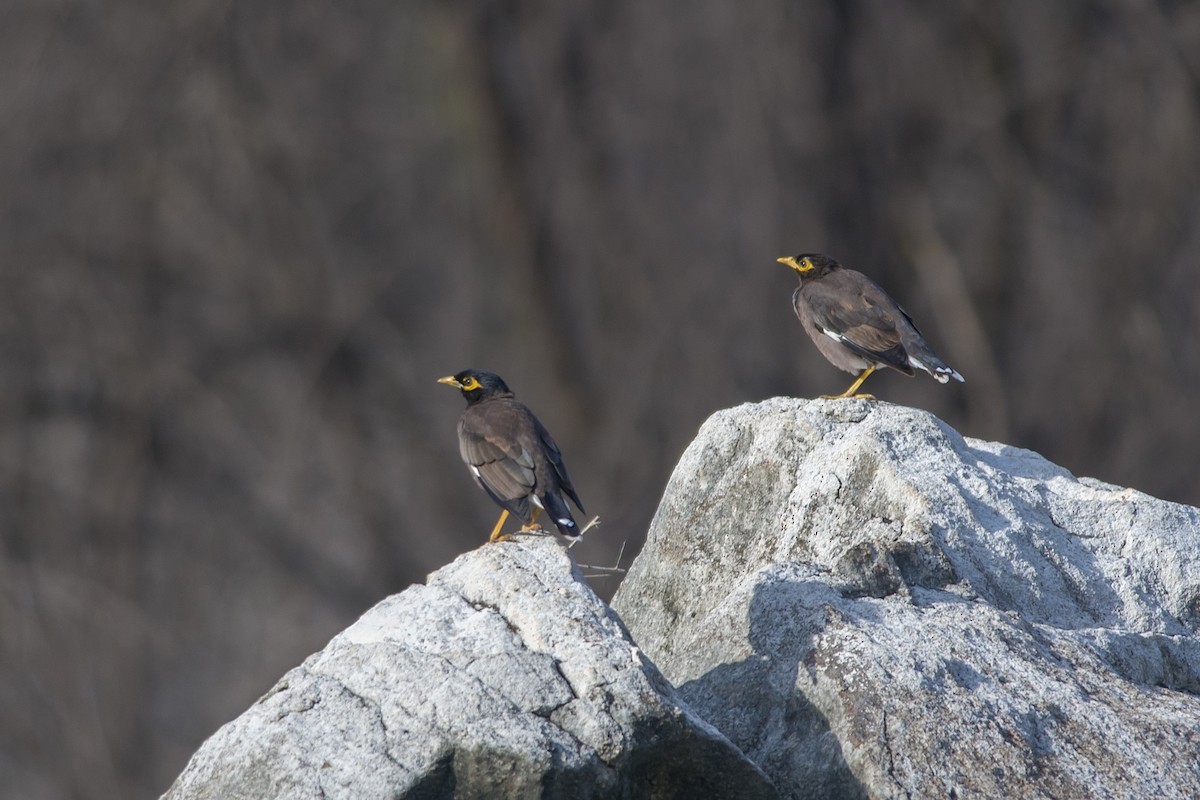 Common Myna - ML611427087