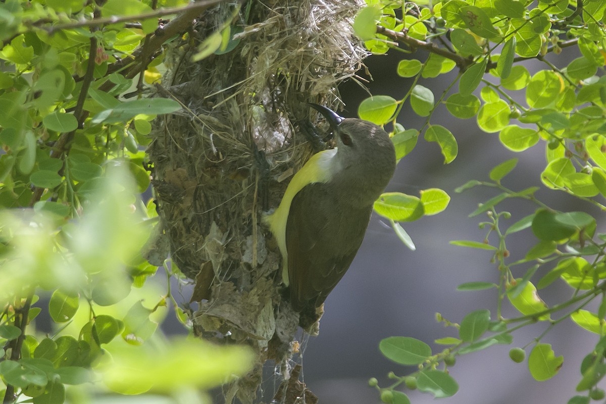 Purple-rumped Sunbird - ML611427099