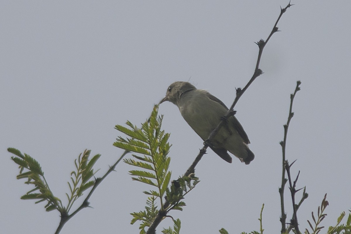 Pale-billed Flowerpecker - ML611427101