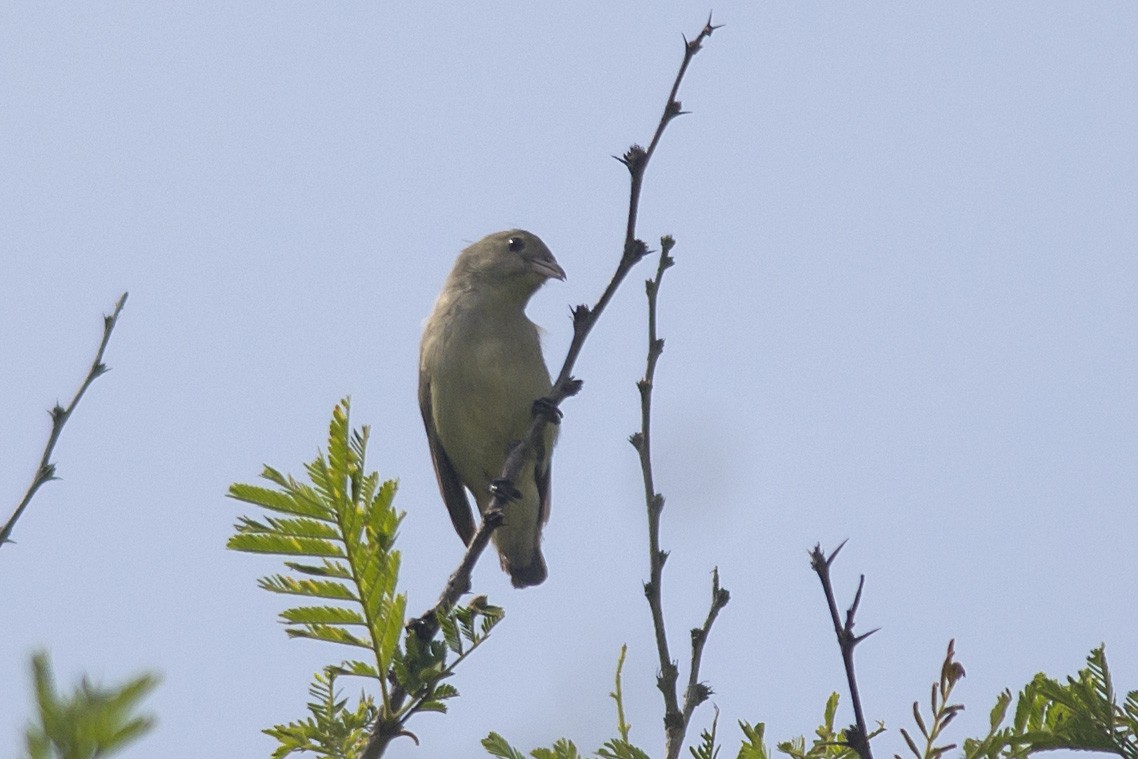 Pale-billed Flowerpecker - ML611427102