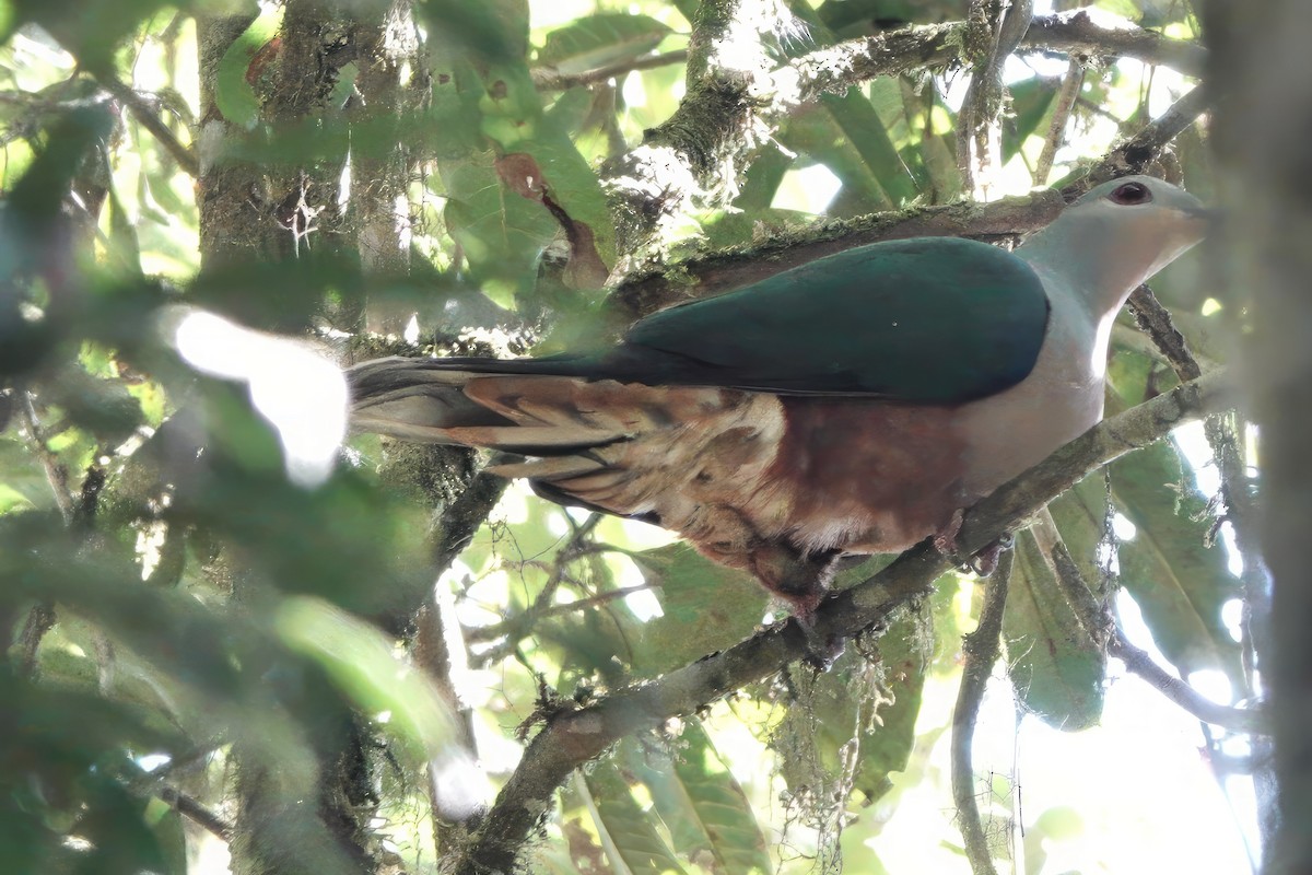 Rufescent Imperial-Pigeon - ML611427114