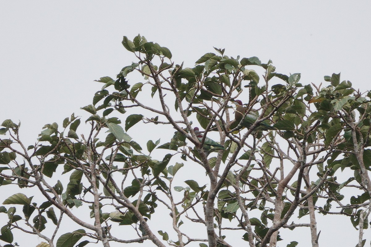 Tilopo Adornado Occidental (ornatus) - ML611427116