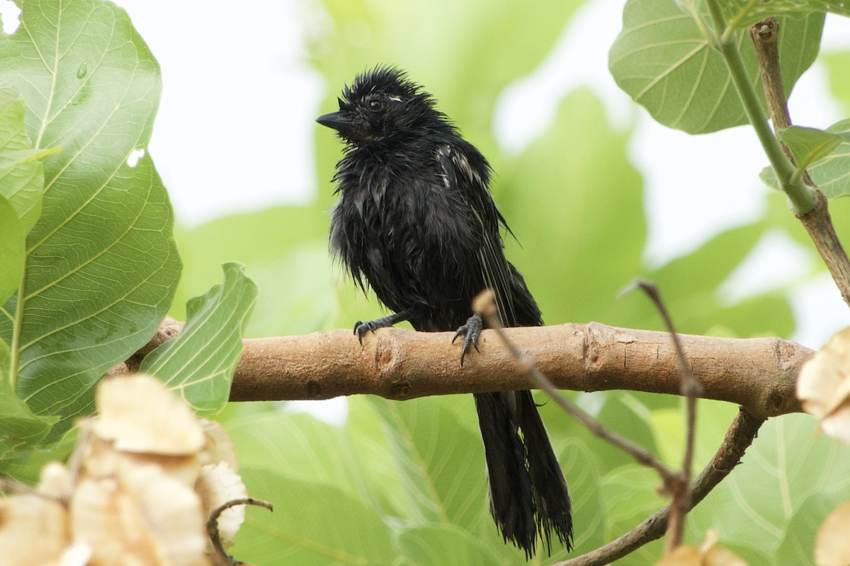 Southern Black-Tit - ML611427127