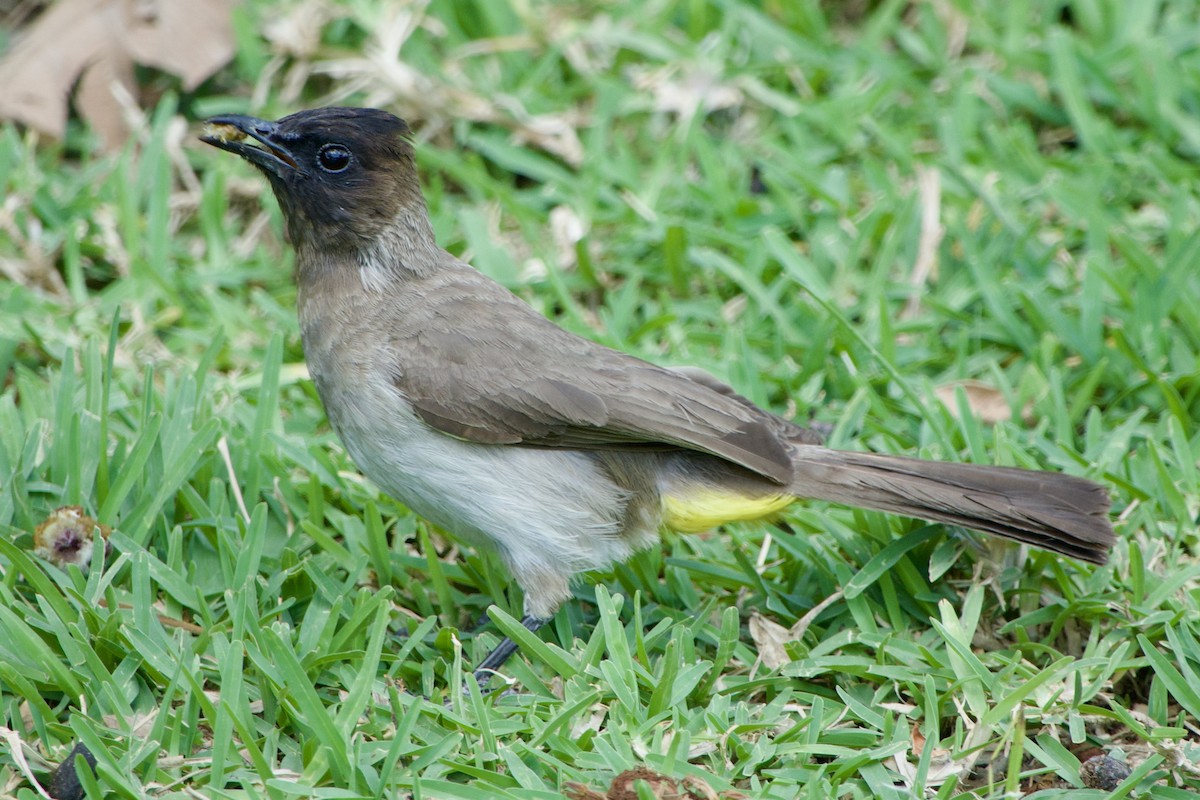 Common Bulbul (Dark-capped) - ML611427128