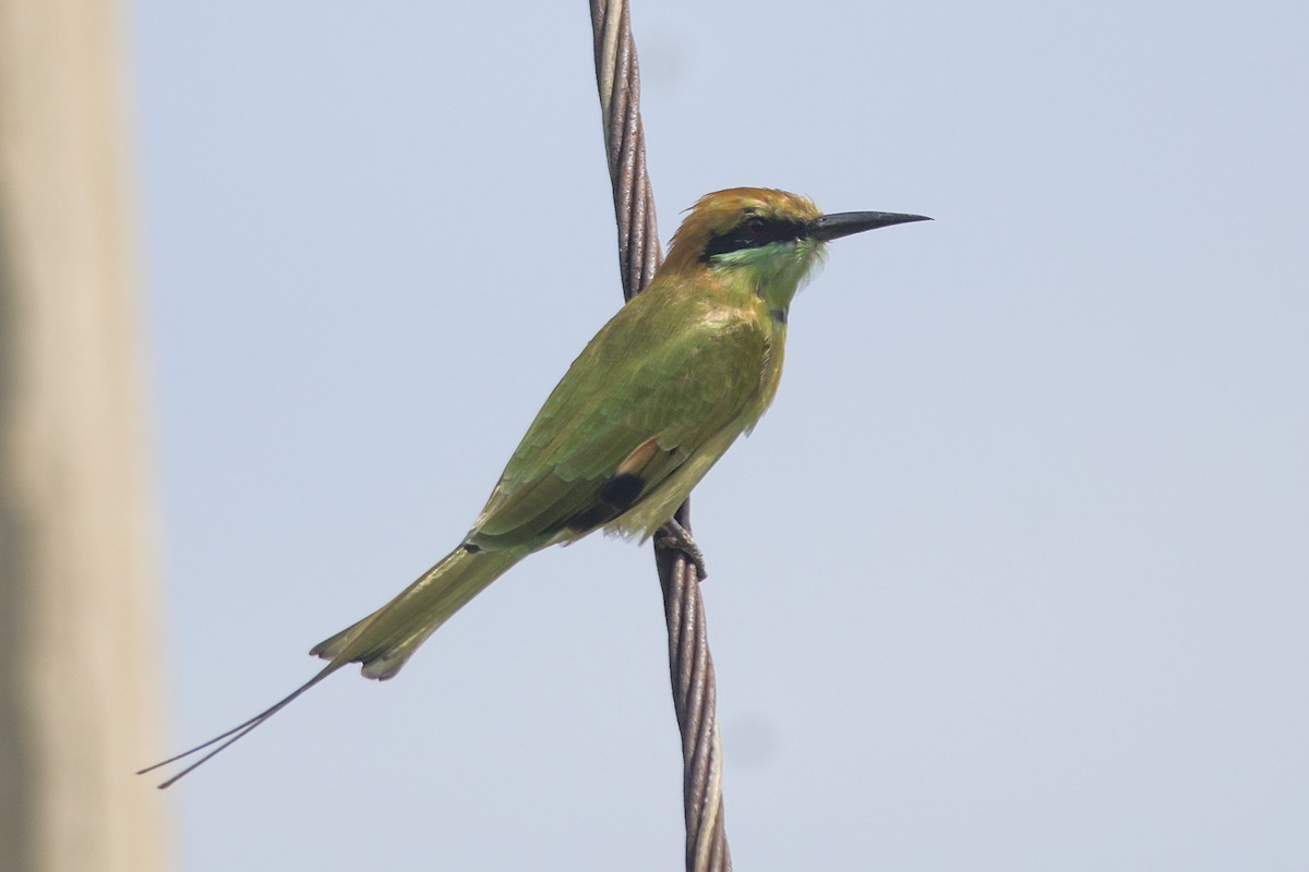 Abejaruco Esmeralda Oriental - ML611427129