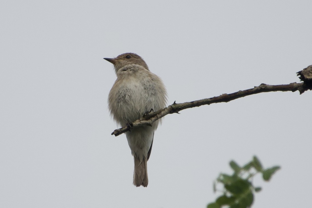 Spotted Flycatcher - ML611427130