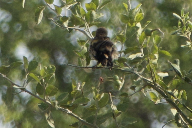 Marsh Widowbird - GARY DOUGLAS