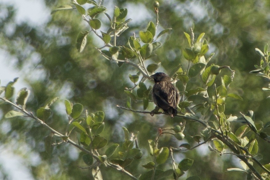Marsh Widowbird - GARY DOUGLAS