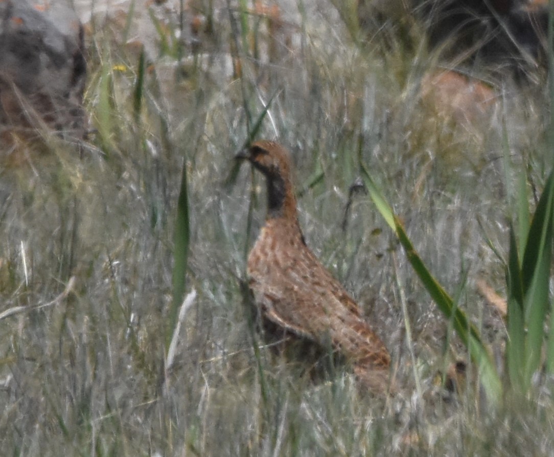 Francolin de Levaillant - ML611427188