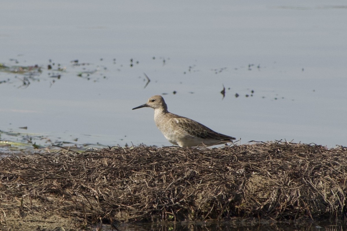 Kampfläufer - ML611427189