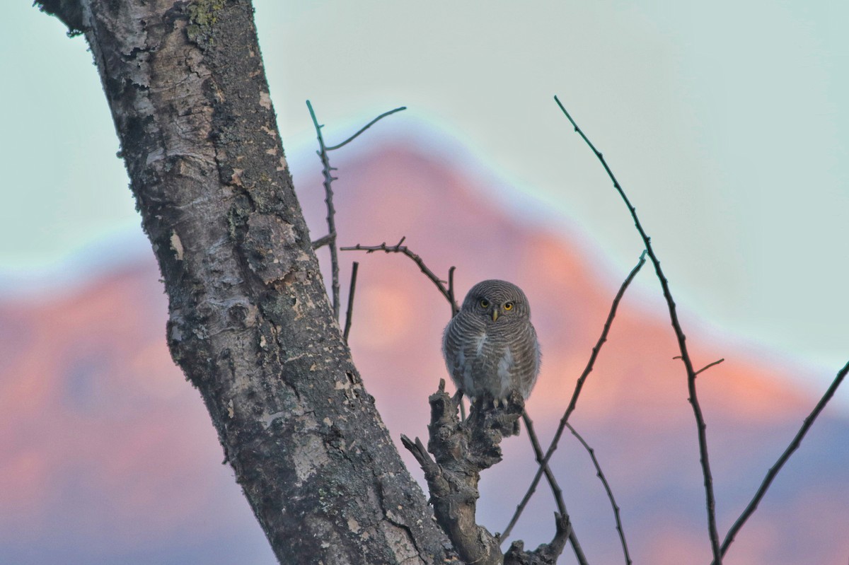 Asian Barred Owlet - ML611427195