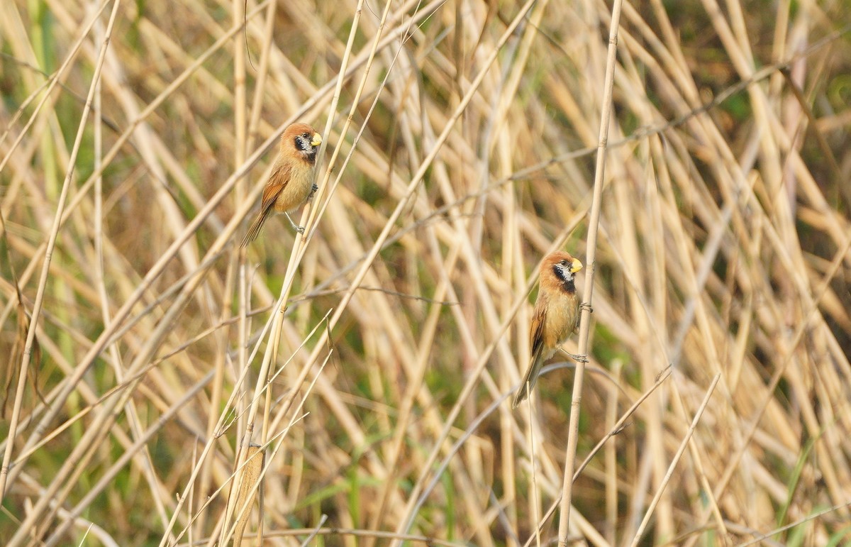 Black-breasted Parrotbill - Jonathan Taylor