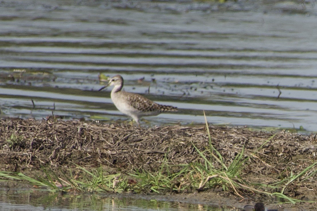 Teichwasserläufer - ML611427198