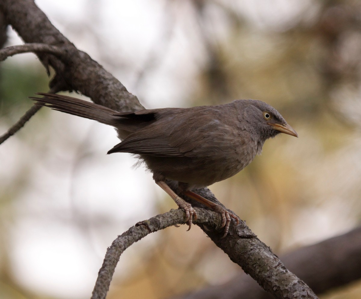 Jungle Babbler - ML611427223