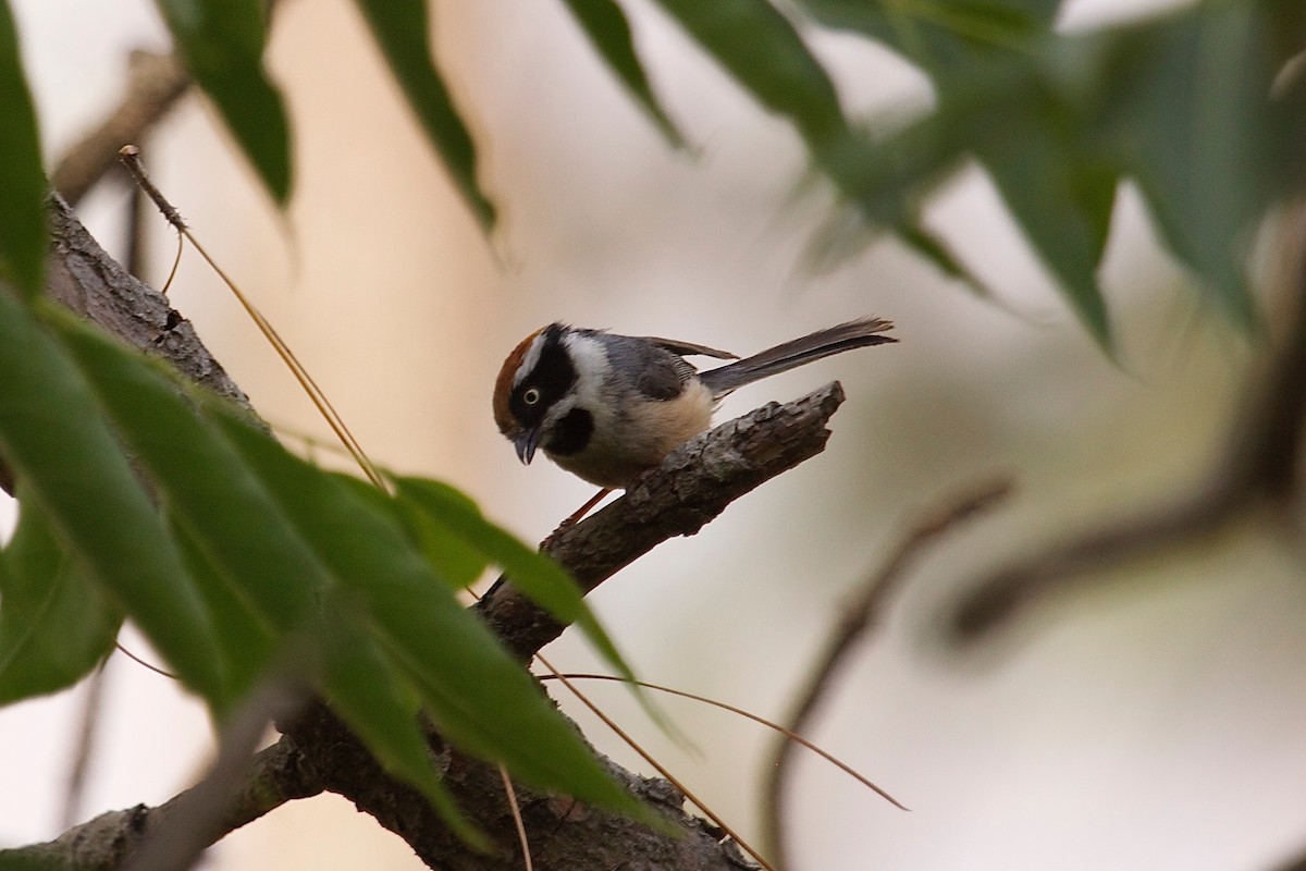 Black-throated Tit - ML611427225