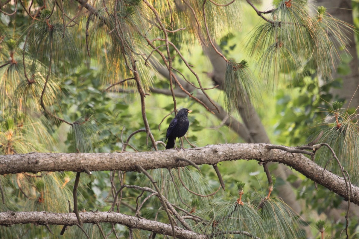 Blue Whistling-Thrush - ML611427232