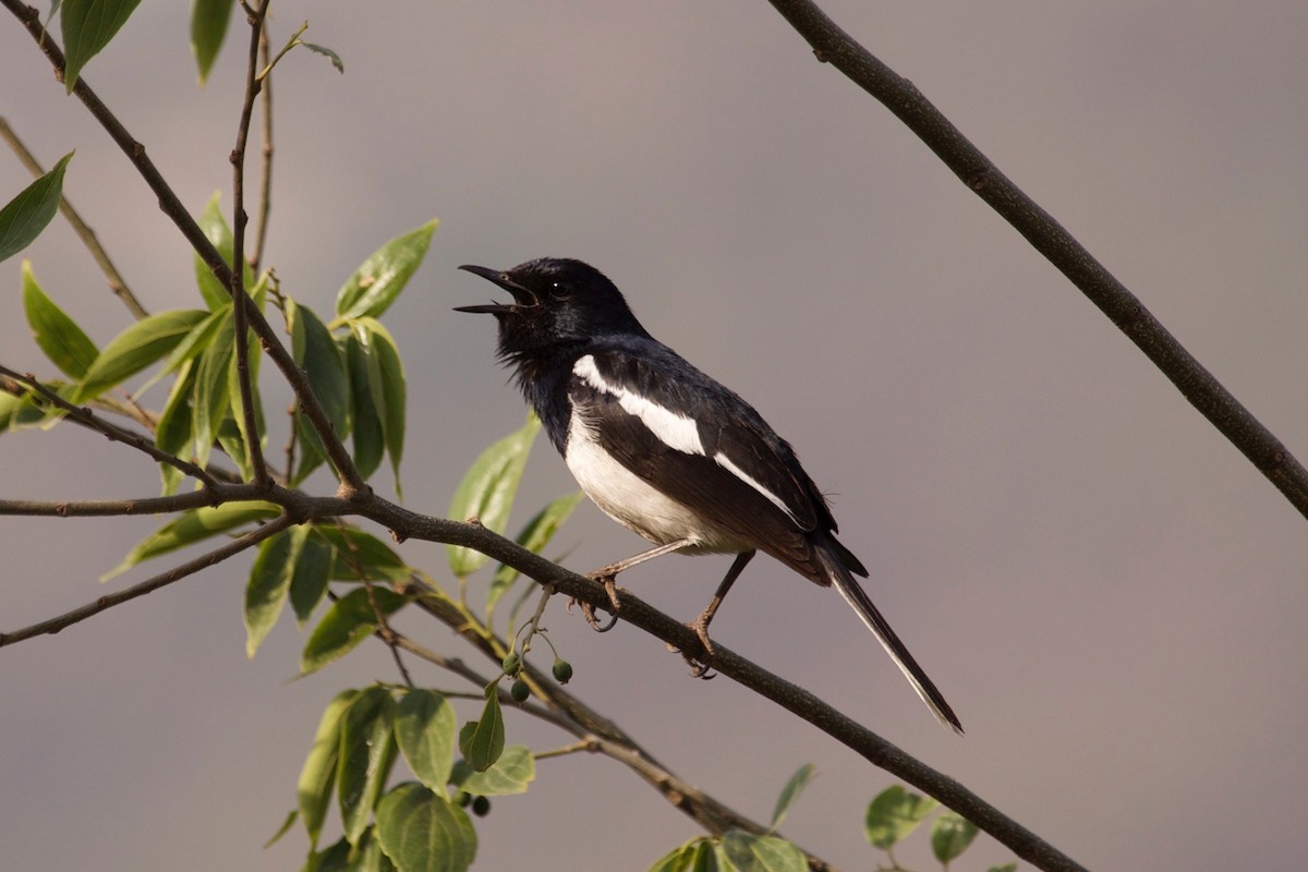 Oriental Magpie-Robin - ML611427243