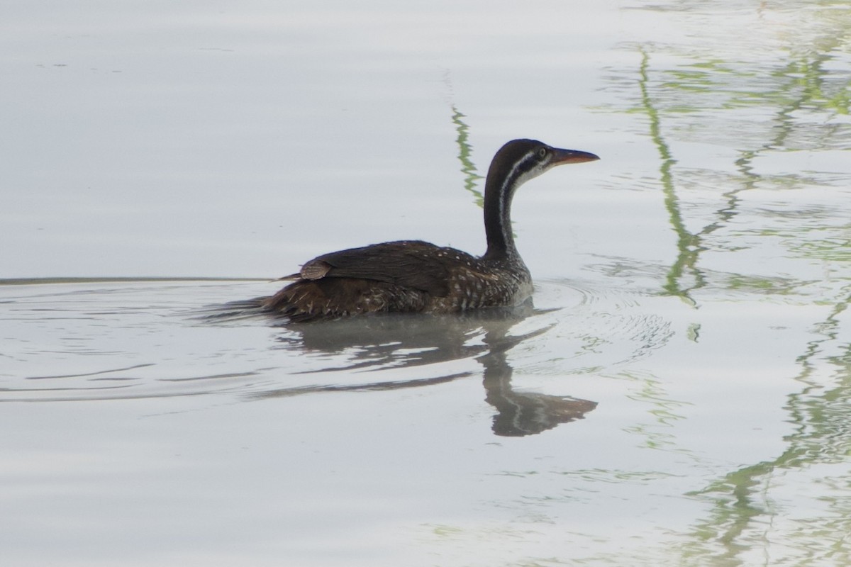 African Finfoot - ML611427267