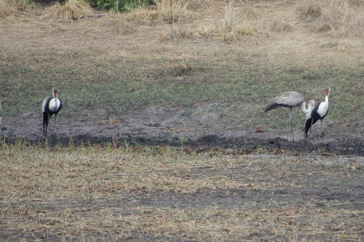 Wattled Crane - ML611427275