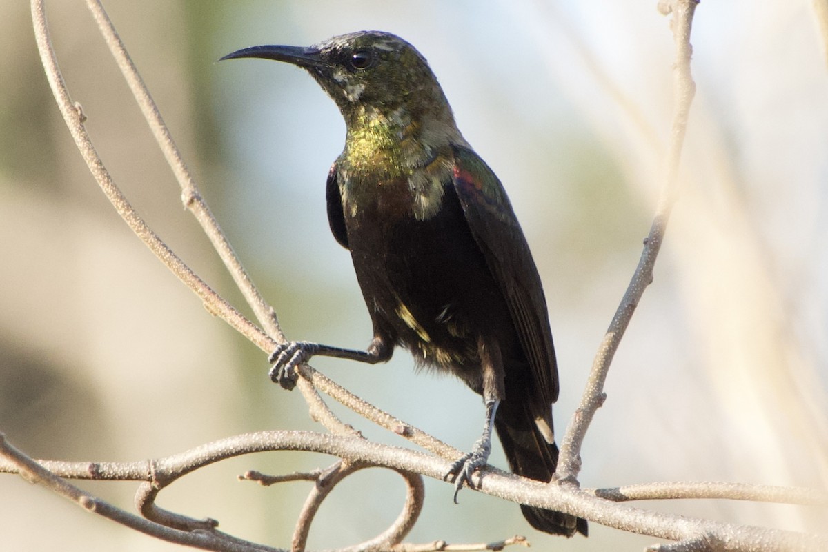 Copper Sunbird - ML611427278