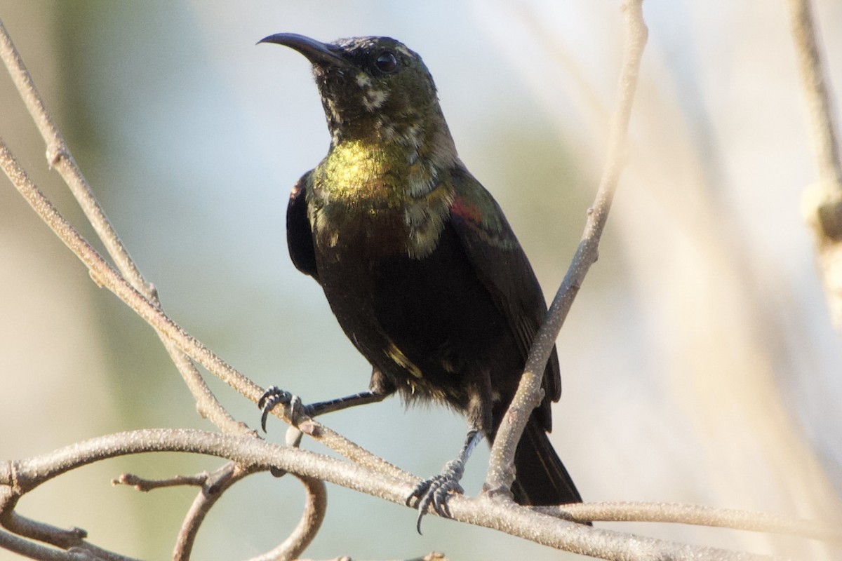 Copper Sunbird - ML611427280