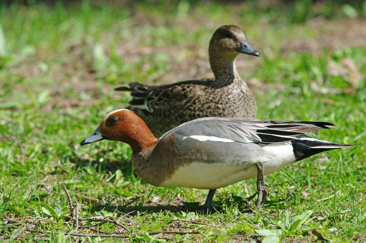 Eurasian Wigeon - ML611427301