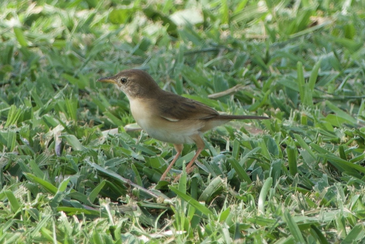 Siffling Cisticola - ML611427393