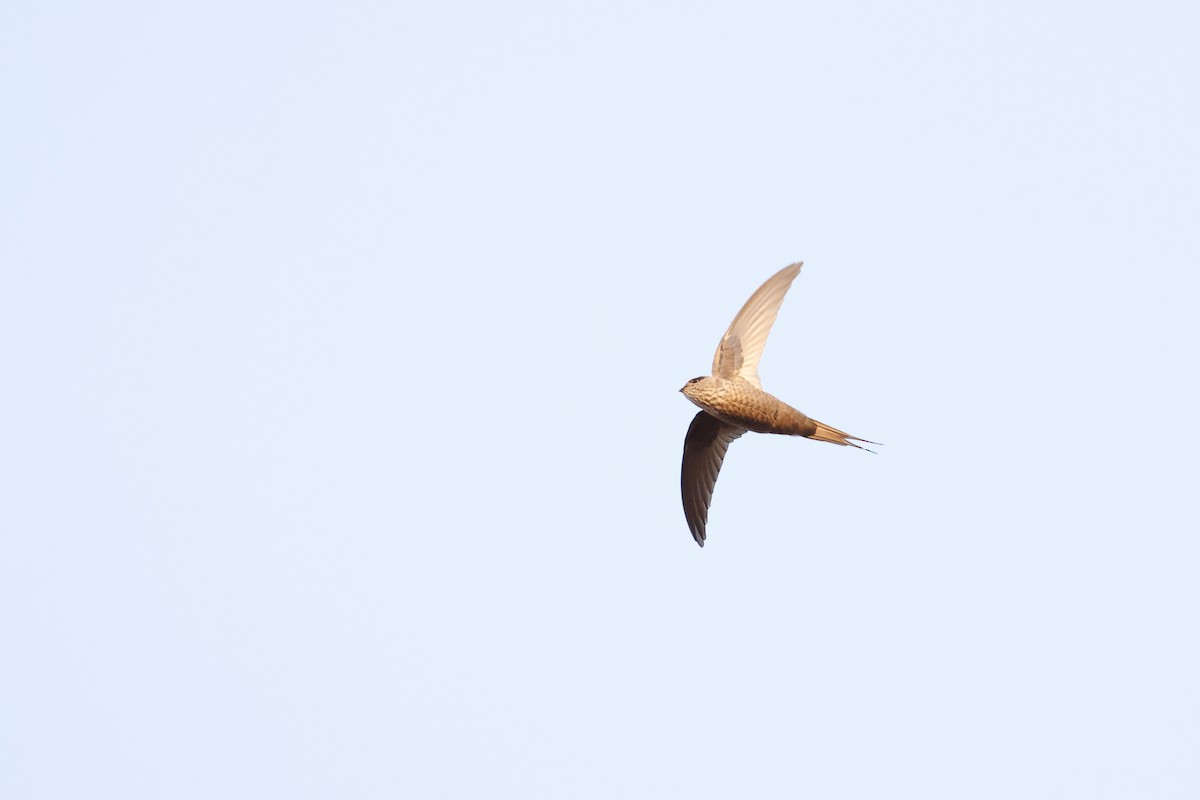 Malagasy Palm Swift (Madagascar) - Daniel Branch