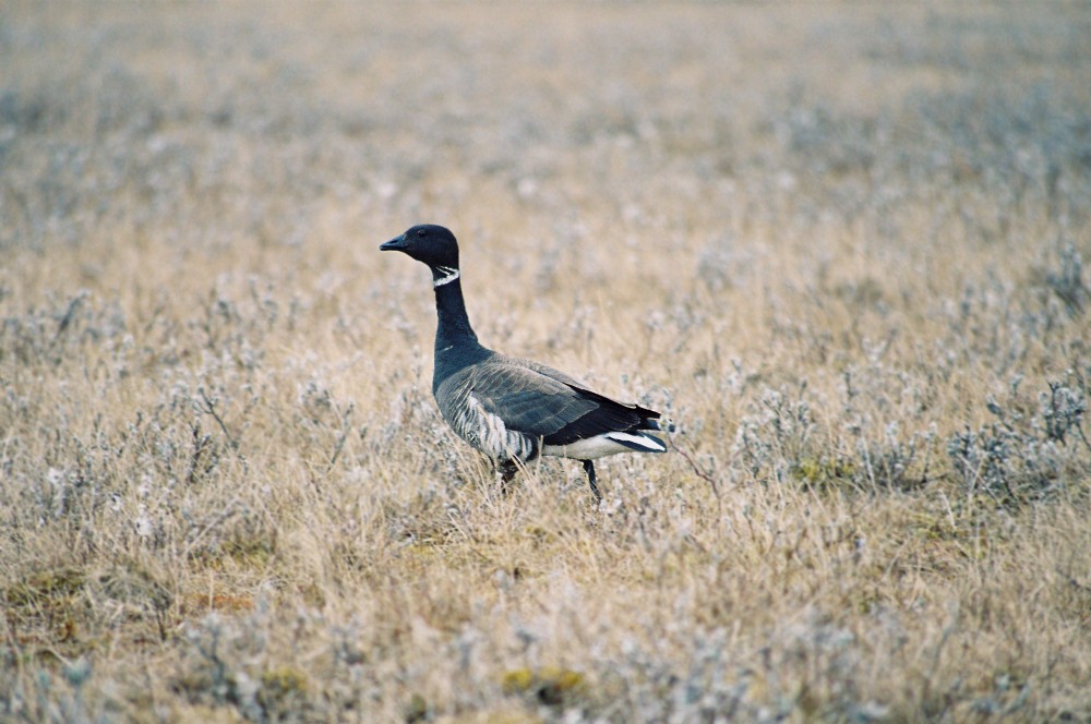 Brant - ML611427486