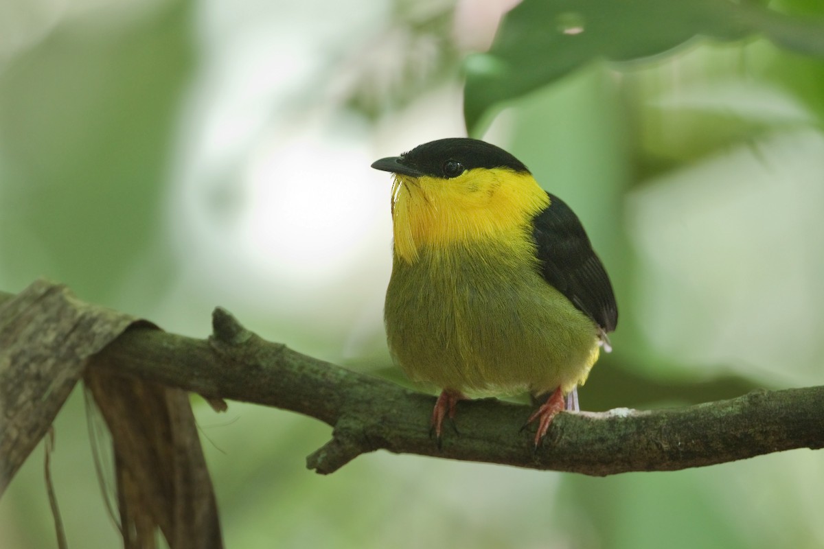 Golden-collared Manakin - Michel Gutierrez