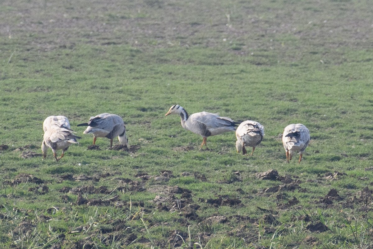 Bar-headed Goose - ML611427549